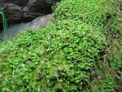 Scapania compacta