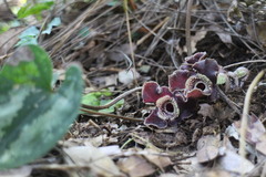 Asarum macranthum