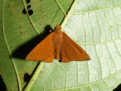 Dyscophellus ramusis