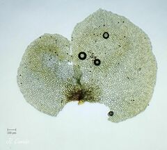 Scapania compacta