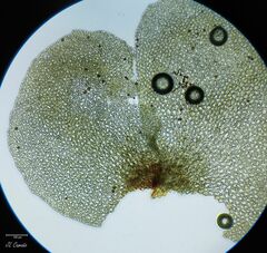 Scapania compacta