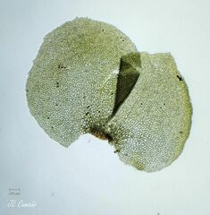Scapania compacta