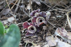 Asarum macranthum