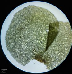 Scapania compacta