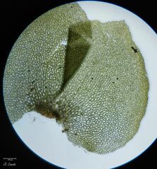 Scapania compacta