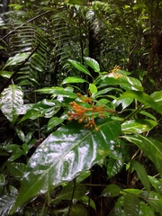 Palicourea crocea