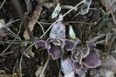 Asarum macranthum