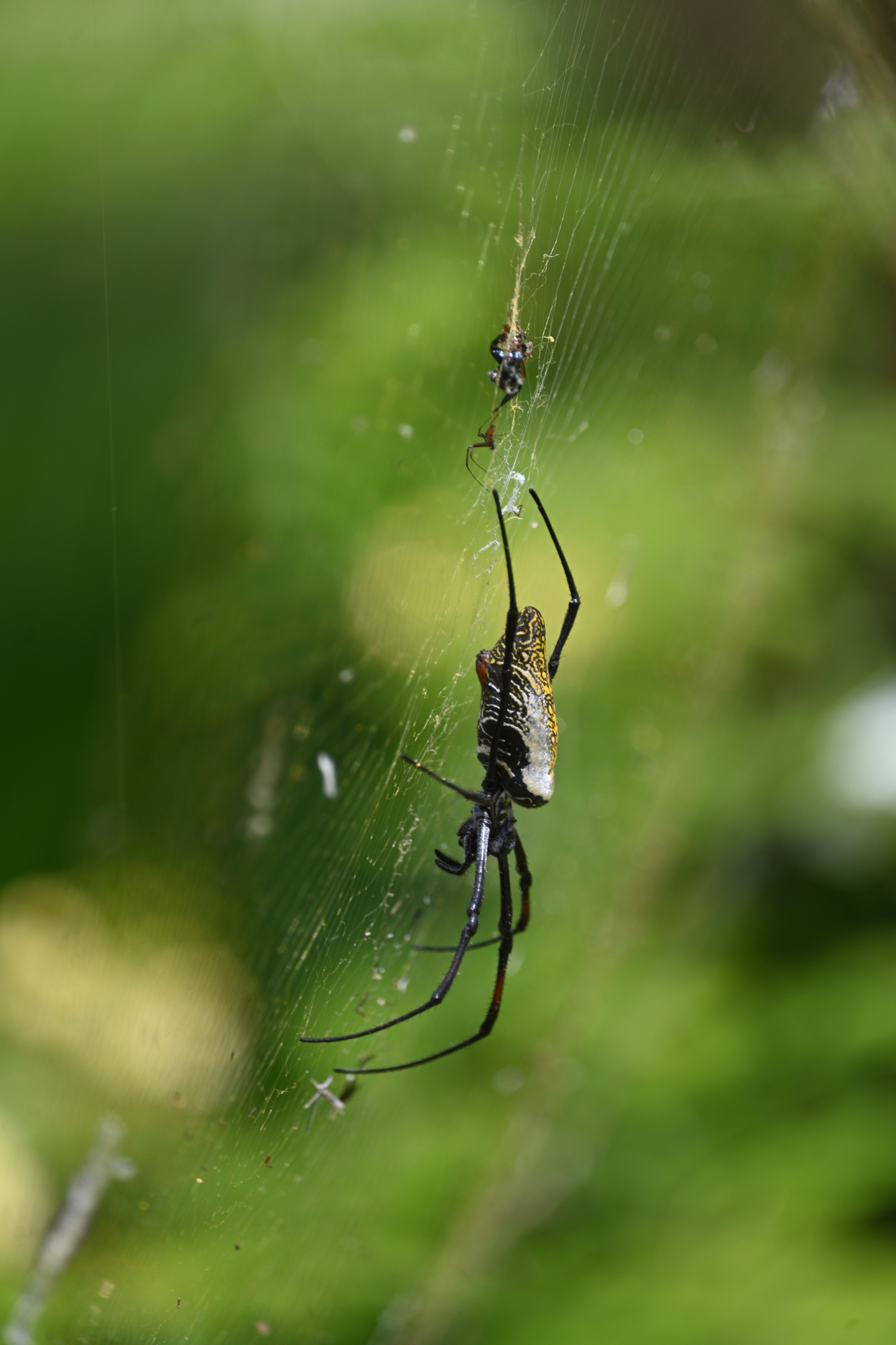 Trichonephila inaurata madagascariensis (Vinson, 1863)