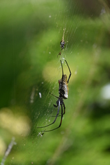 Trichonephila inaurata madagascariensis