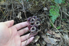Asarum macranthum