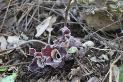 Asarum macranthum