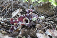 Asarum macranthum