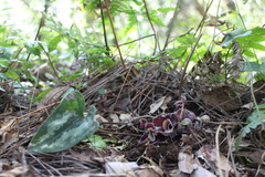 Asarum macranthum