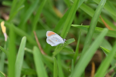 Colotis euippe