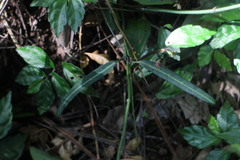 Gardneria multiflora