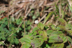 Thalictrum urbainii