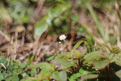 Thalictrum urbainii