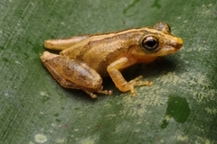 Scinax argyreornatus