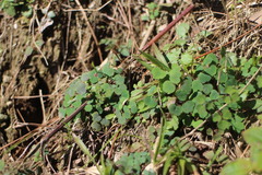 Thalictrum urbainii