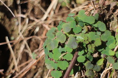 Thalictrum urbainii