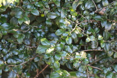 Eurya crenatifolia