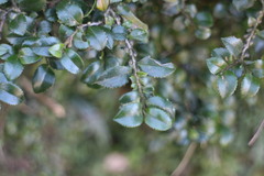Eurya crenatifolia