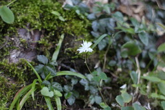 Thalictrum urbainii