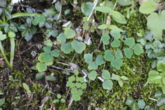 Thalictrum urbainii