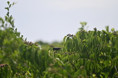 Cinnyris bifasciatus