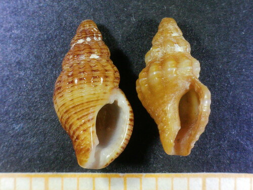 Representative image of Pollia scabra