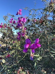 Lathyrus vestitus alefeldii