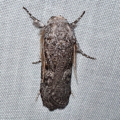 Cryptophasa irrorata