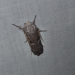 Cryptophasa irrorata