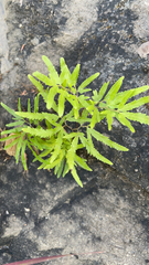 Lygodium japonicum