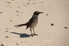 Mimus parvulus bauri