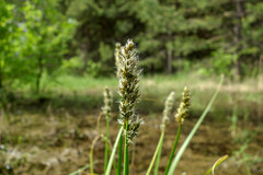 Carex vulpina