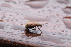 Fidia fulva
