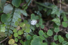 Thalictrum urbainii