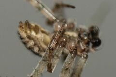 Neoscona nautica