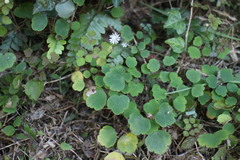 Thalictrum urbainii