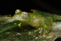 Vitreorana uranoscopa