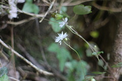 Thalictrum urbainii