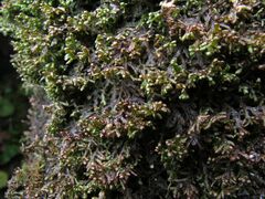 Frullania tamarisci