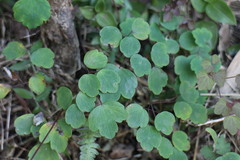 Thalictrum urbainii