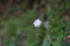 Thalictrum urbainii