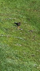 Turdus fuscater