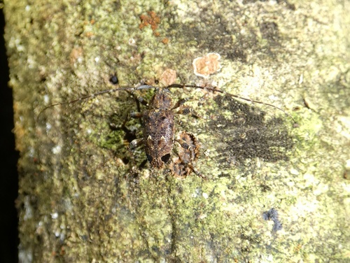 Oedopeza setigera image