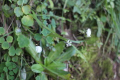Thalictrum urbainii