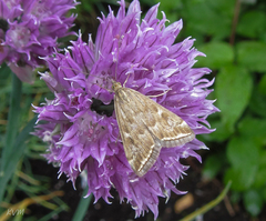 Loxostege sticticalis