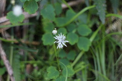 Thalictrum urbainii
